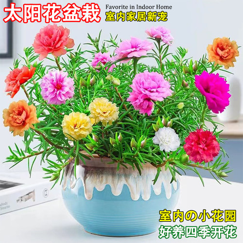 太阳花庭院阳台懒人好养盆栽