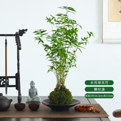 苔藓球水培植物米竹盆栽室内客厅