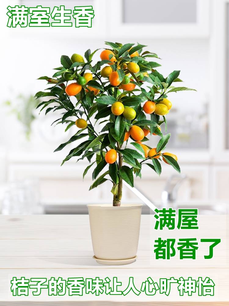 金桔树盆栽四季金橘绿植脆皮带果苗招财室内客厅好养植物年宵花卉