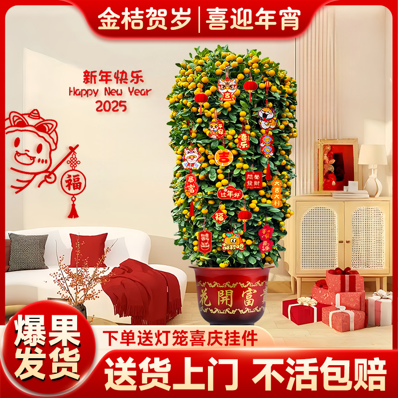 金桔树盆栽客厅办公室年宵花