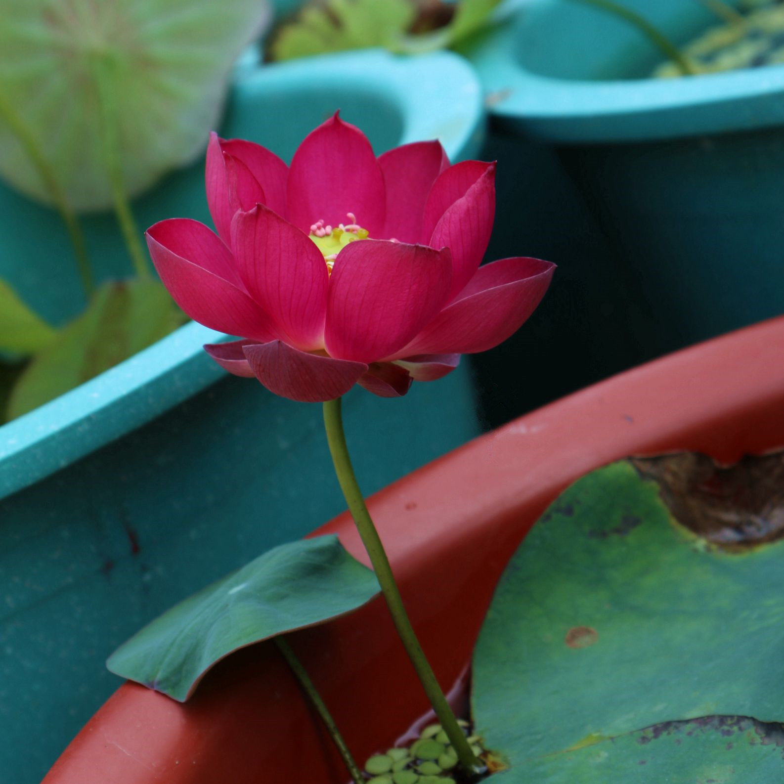 小微型荷花碗莲【来宾1/火芙蓉】水生植物观赏花卉种藕2023年