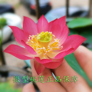 小微型荷花碗莲鹿城秋来宾小玲墨红丰花盆栽水生植物观赏花卉种藕