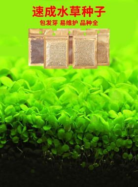 aquarium aquarium plants fish aquascape live水草植物鱼缸1