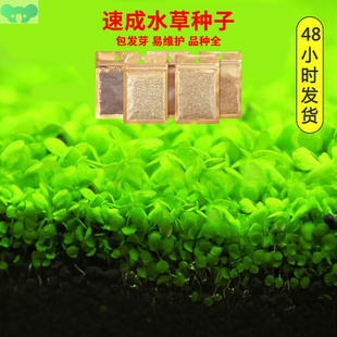 aquarium aquarium plants fish aquascape live水草植物鱼缸1