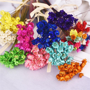 Mini Dried Star Flowers For Epoxy Resin DIY Art Craft Candle
