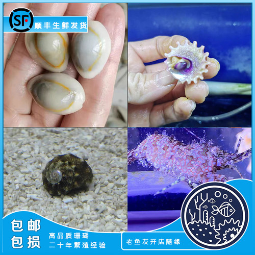 金环宝螺海缸除藻海水食藻螺海螺宠物清洁螺除藻螺虾蟹牛眼螺鲜活