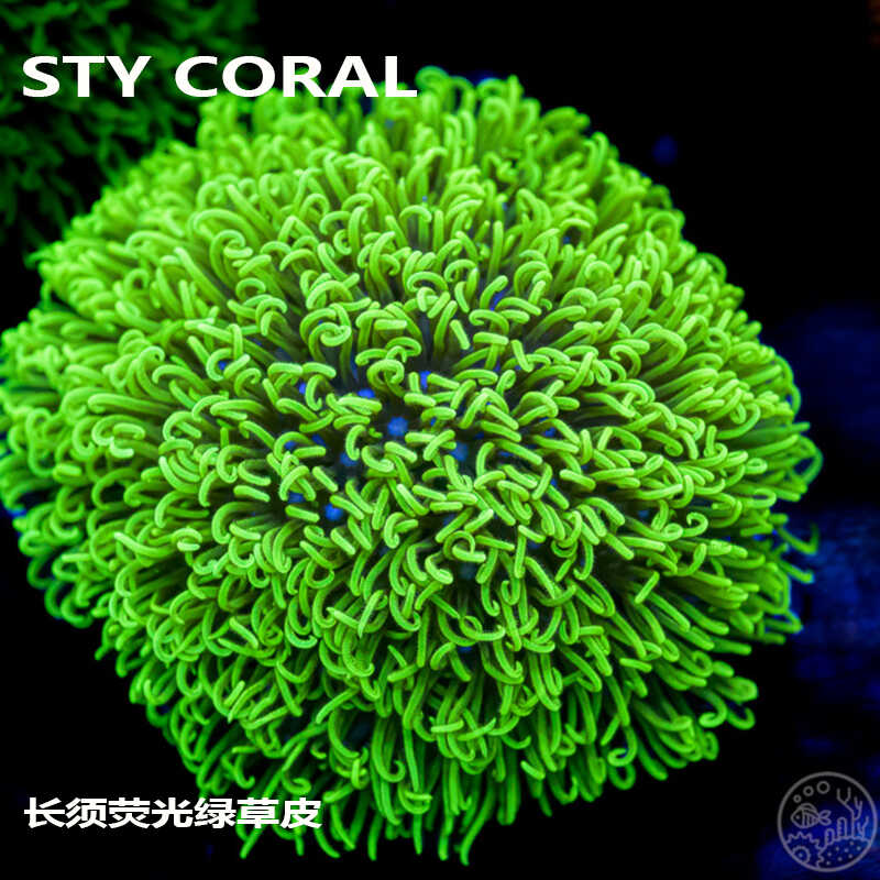 荧光绿草皮珊瑚北海绿草皮日本草皮lps软体人工草皮珊瑚生物火柴