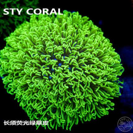 荧光绿草皮珊瑚北海绿草皮日本草皮lps软体人工草皮珊瑚生物火柴
