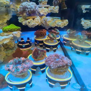 海水缸基座脑珊瑚尼罗河富士脑水晶脑八字脑甜甜圈纽扣脑纽扣珊瑚