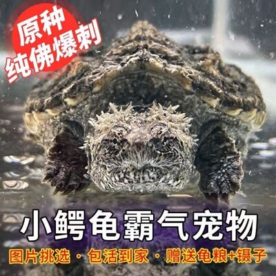 原种纯佛鳄龟爆刺乌龟