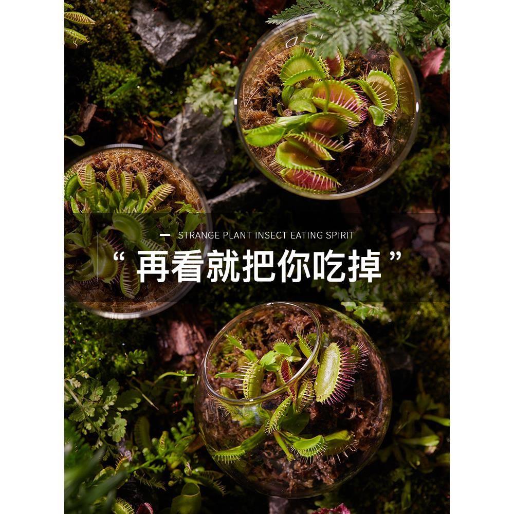 捕蝇草盆栽植物食人花室内食蚊草扑蝇草大嘴超大花卉驱蚊猪笼绿植