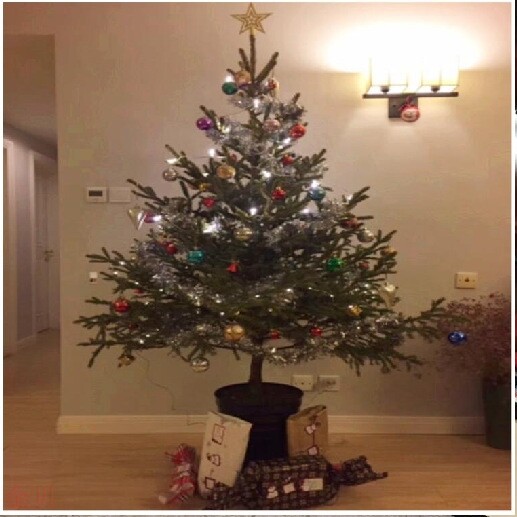 真圣诞树真树盆栽活的挪威云杉真正的圣诞树松树诺贝松圣诞节绿植