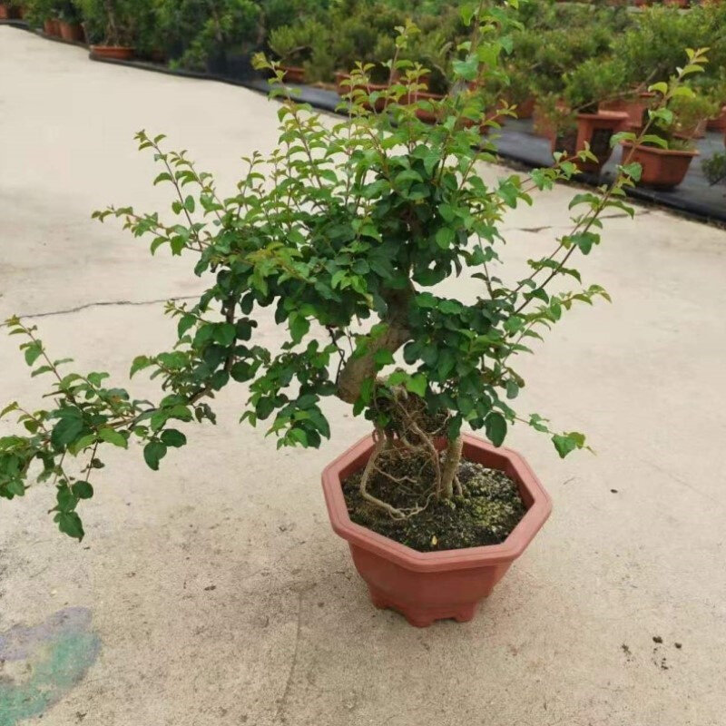 小叶女贞盆景水蜡提根冬青造型老桩盆栽四季常青耐寒观赏绿植