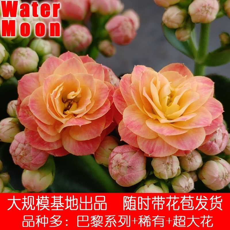 橙巴黎/赫丽 长寿花盆栽重瓣大花多季开花室内阳台好养