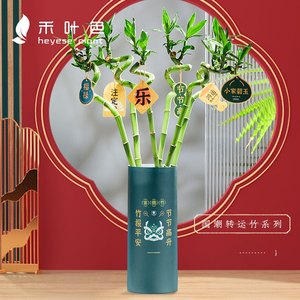 禾叶色富贵竹室内水培水养植物开运转运竹龙竹办公室桌面绿植盆栽