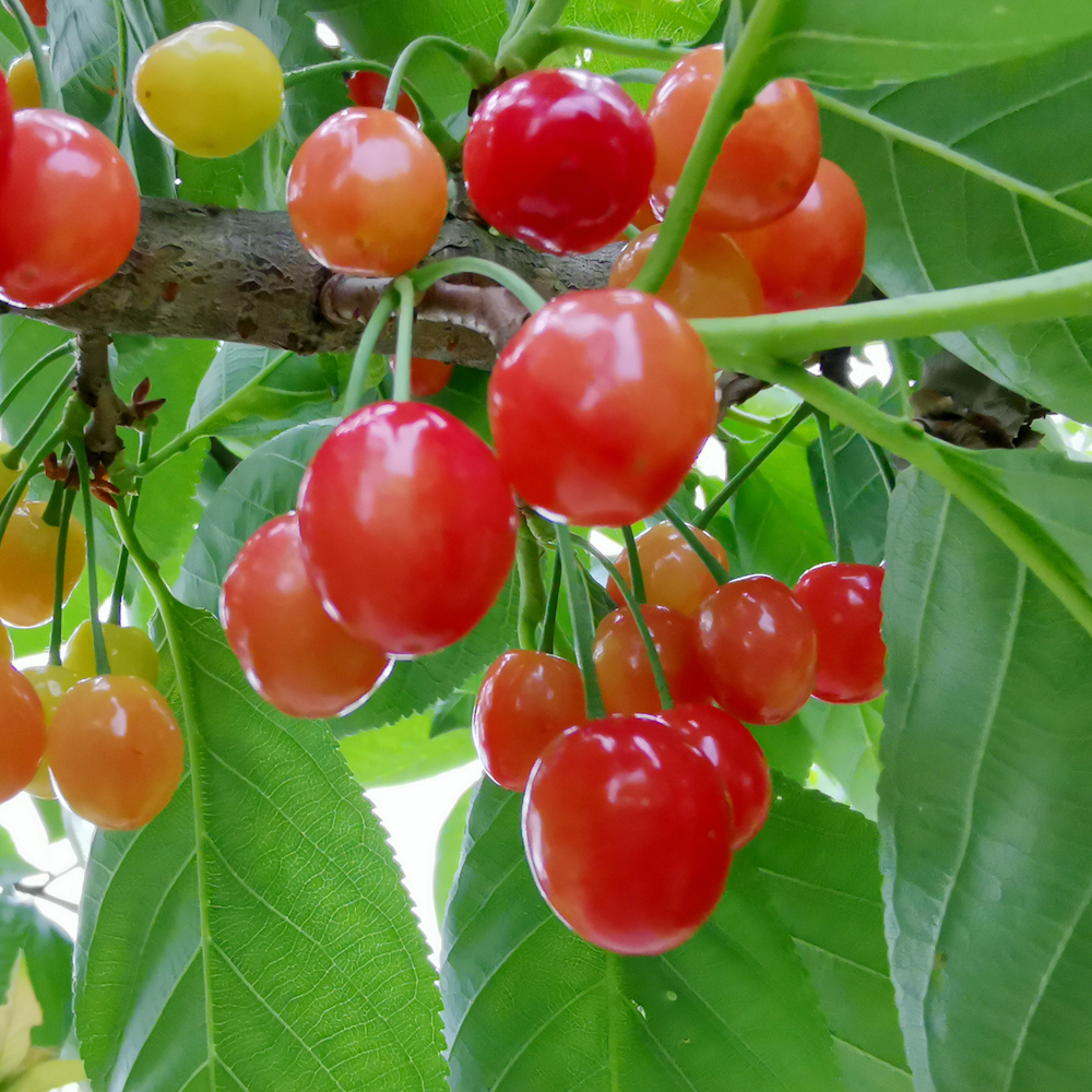 早熟玛瑙红樱桃嫁接苗鸡心樱桃树苗南方小樱桃果树苗当年结果苗