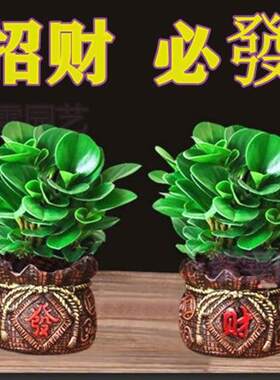 豆瓣绿多肉植物碧玉盆栽吸二手烟