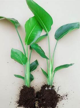 盆栽室内耐寒植物大型客厅土培