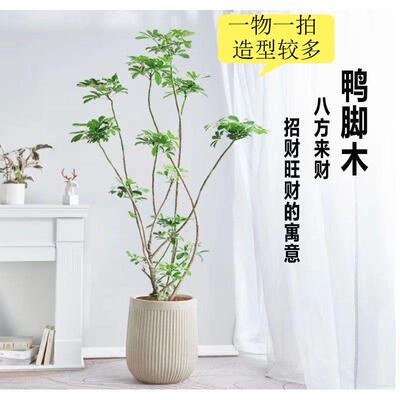造型鸭脚木大型室内绿植盆栽八方