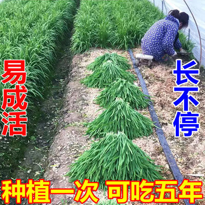 四季宽叶韭菜根紫红根小