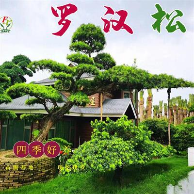 罗汉松造型树桩景别墅庭院四季常
