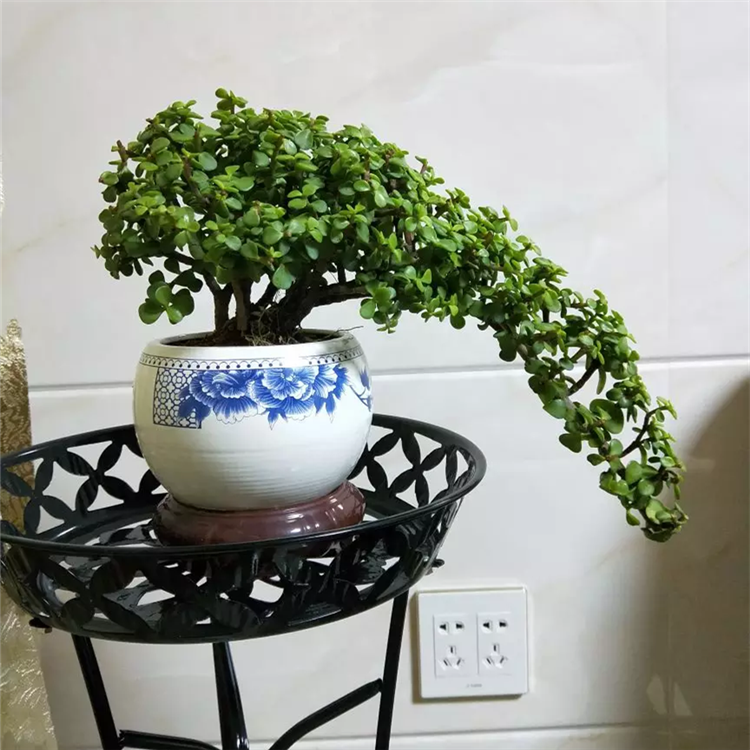 多肉植物金枝玉叶老桩盆景大象鼻款雅乐之舞老桩阳光盆栽净化空气