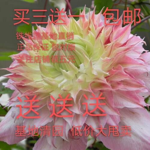 铁线莲藤本花卉进口新品