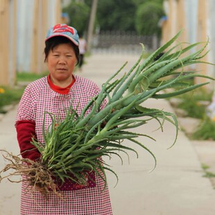 木立芦荟盆栽绿植龙爪菊芦荟盆栽花多肉植物苗芦荟可食用叶片盆栽