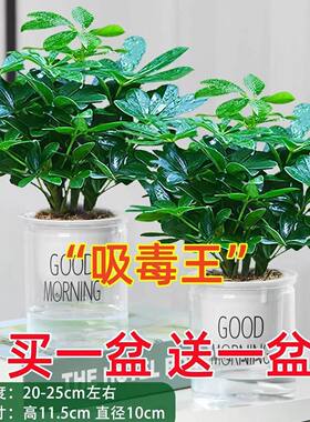八方来财盆栽鸭脚木花卉