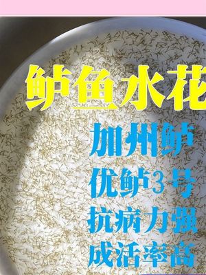 鲈鱼水花鱼苗大口黑鲈路亚加州鲈优鲈三号海鲈七星鲈耐活淡水养殖