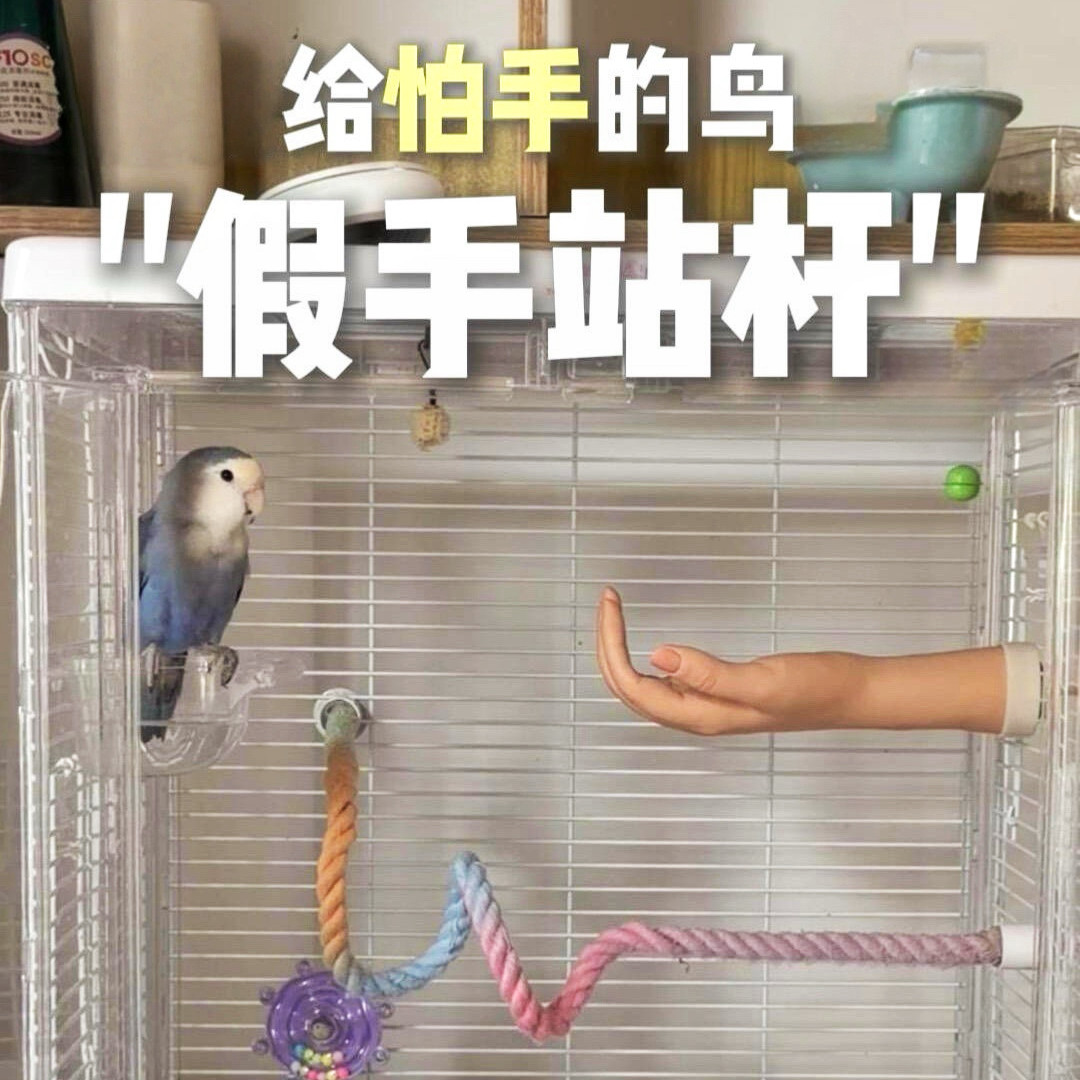 假手鹦鹉站杆怕手小鸟脱敏训练器新鸟亲密度提升防应激互动鸟玩具