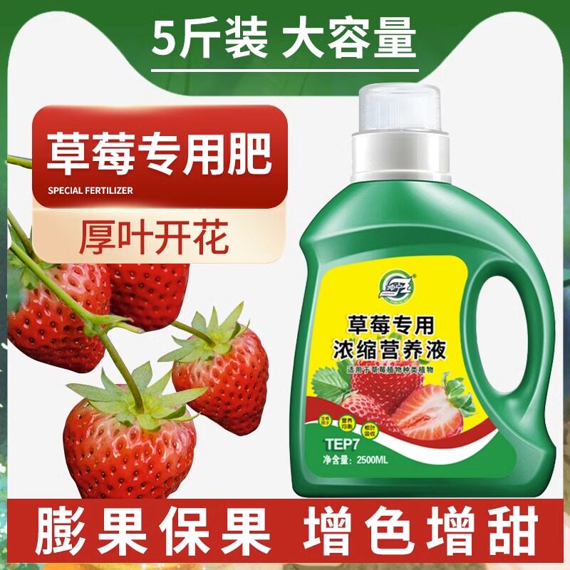 速发草莓植物营养液专用肥浓缩用用盆栽果机肥料通家型生长坐有期
