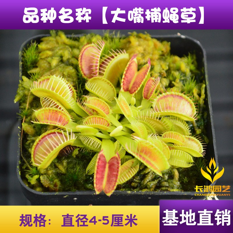 速发捕蝇绿 食虫植物 植地直销 草基花卉盆栽