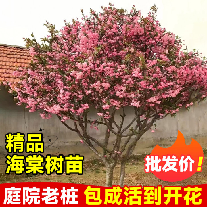 速发海棠庭院地栽西府垂丝海棠花北栽种植高杆四季北美盆方树