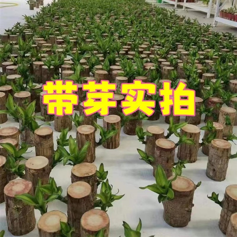 速发带带芽木叶水养幸运木开花格鲁植树人室内办公桌绿特盆栽