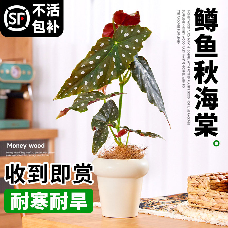 速发鳟鱼秋海棠盆栽物竹粉旗鱼绿植小苗室内台花卉植节四季好养