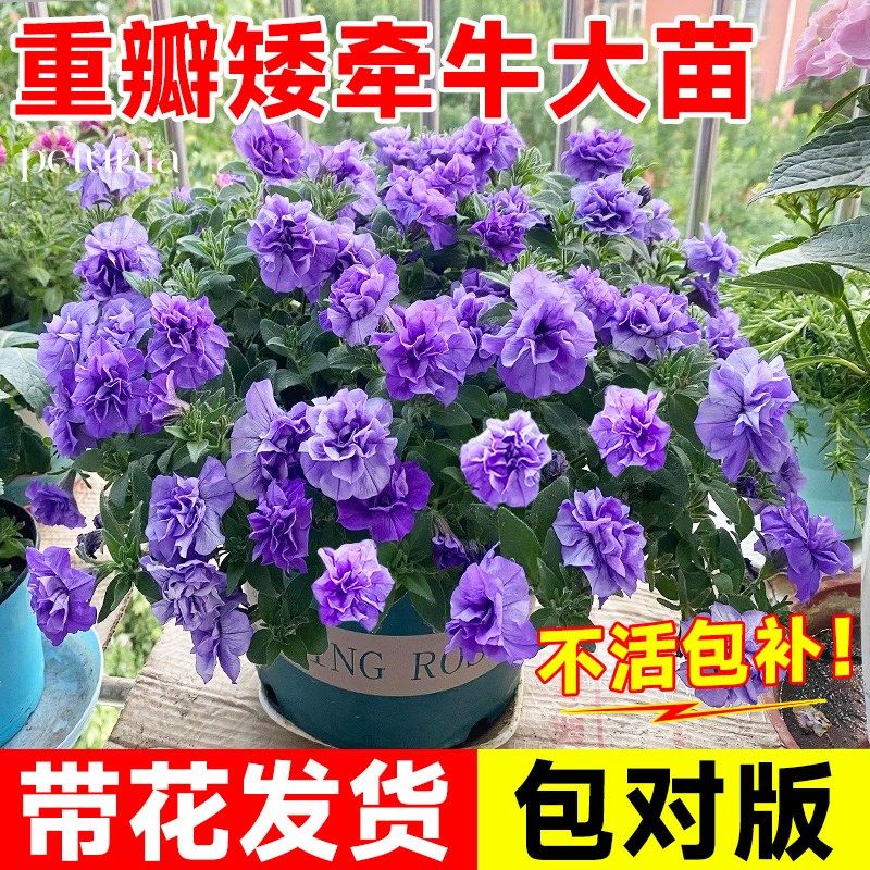 速发苗瓣矮牵牛四重盆栽带花苞台庭院爬藤垂吊植物花季开花卉