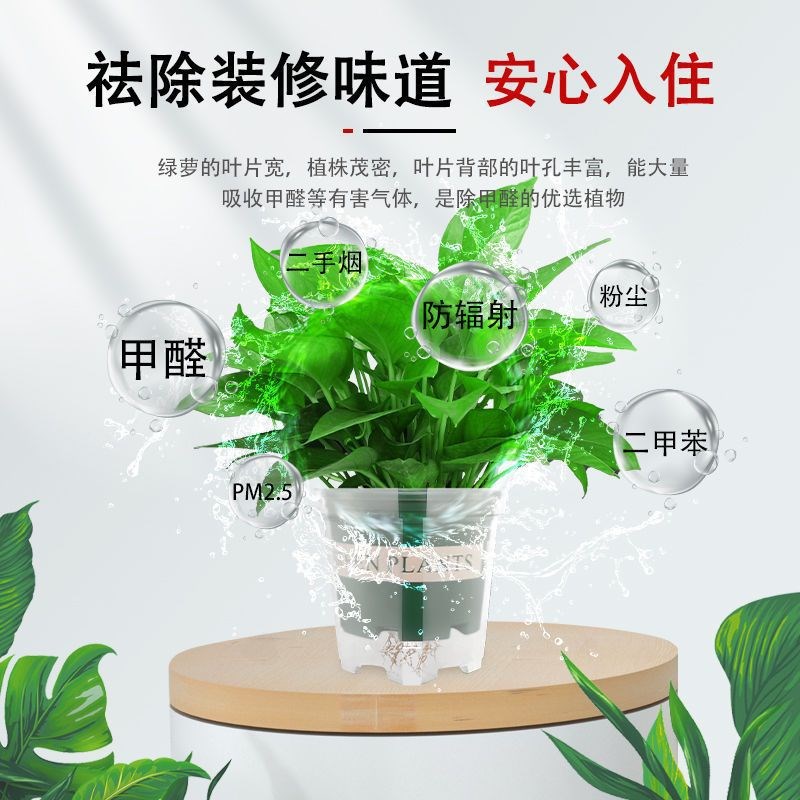 速发水培植物绿箩净甲空气除花醛绿植化卉吊室内盆栽大盆长藤垂
