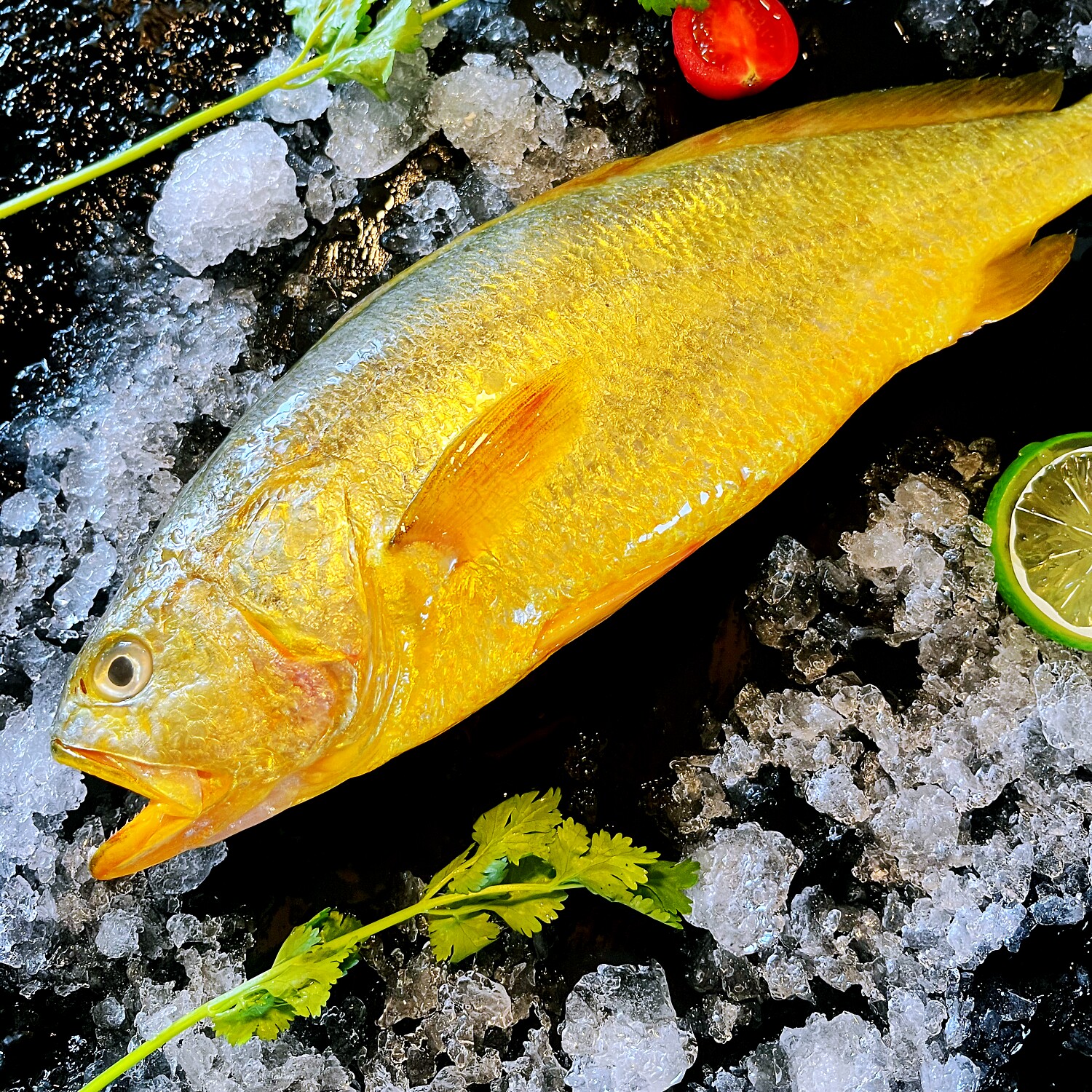 舟山深海大黄鱼生态野化新鲜鲜活海鲜水产黄花鱼生鲜冰鲜冷冻整箱