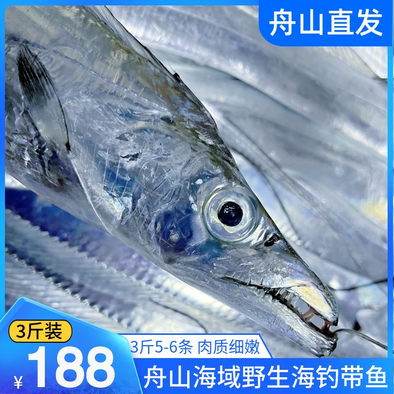 舟山海釣帶魚整條釣帶油帶小眼睛東海新鮮鮮活冷凍刀魚海鮮深海魚