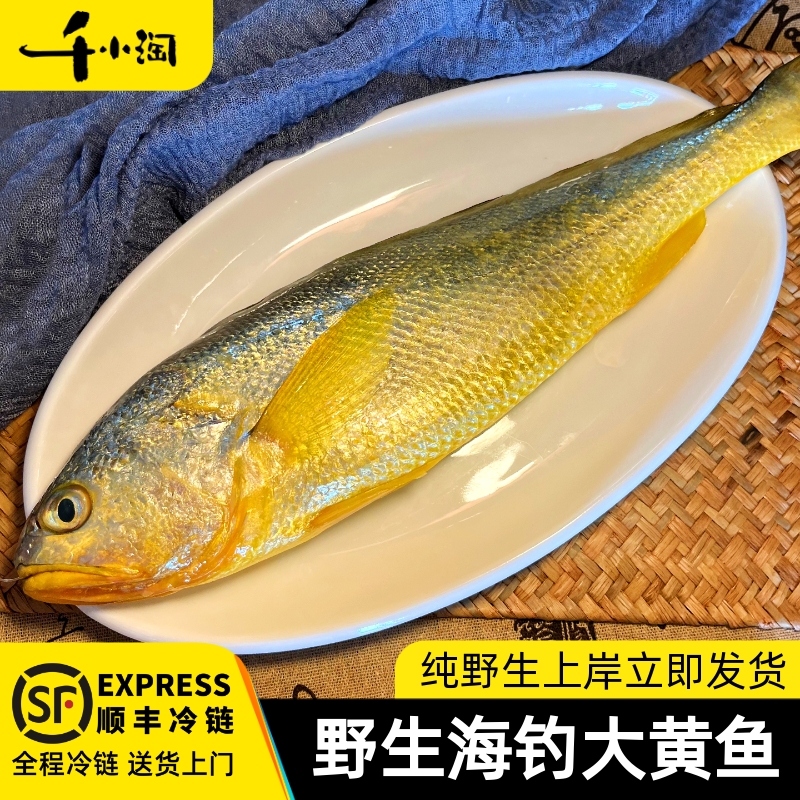 千小淘海钓黄鱼当天上岸当天发货