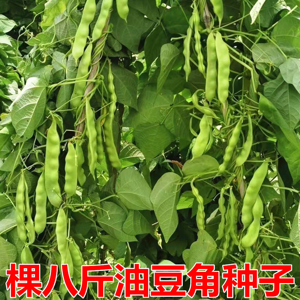 佳木斯东北种子东北油豆角种子籽纯绿色西育18号棵八斤宽大包邮