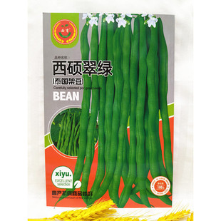 东北种子籽油豆角种子籽无筋架豆王刀豆种子包邮