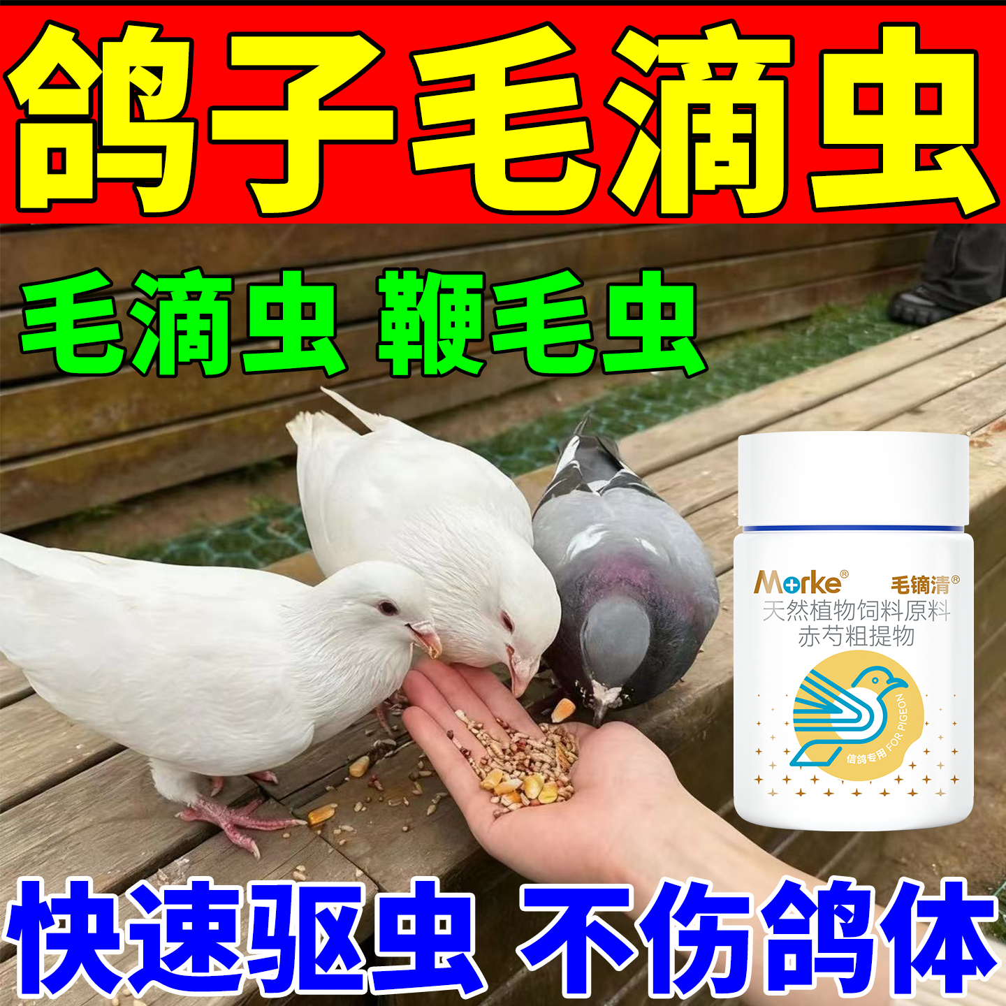 鸽子毛滴虫专用药毛滴虫鞭毛虫种鸽信鸽赛鸽子药驱虫清理常备用品