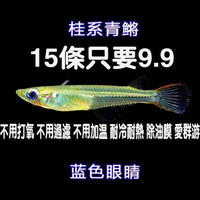 观背桂系青鳉蓝眼群游易养免打氧原生鱼除油膜淡水冷水鱼登灯鱼