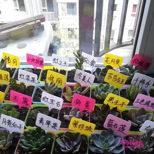 苗木花盆塑料多肉标签花卉园艺插地牌盆栽植物名字标牌防水小插牌