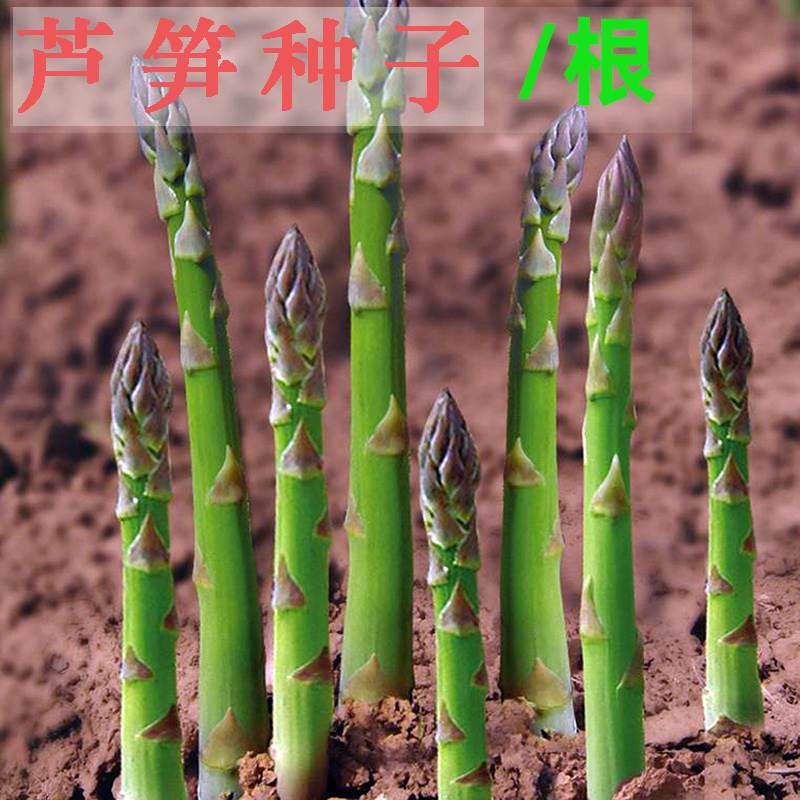 芦笋种籽子孑种植苗带土根紫色阳台四季绿蔬菜夏季秋季三年