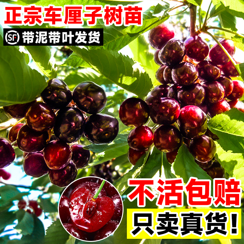 车厘子树苗樱桃树苖南方北方种植盆栽庭院果树矮化樱桃树大樱桃苗