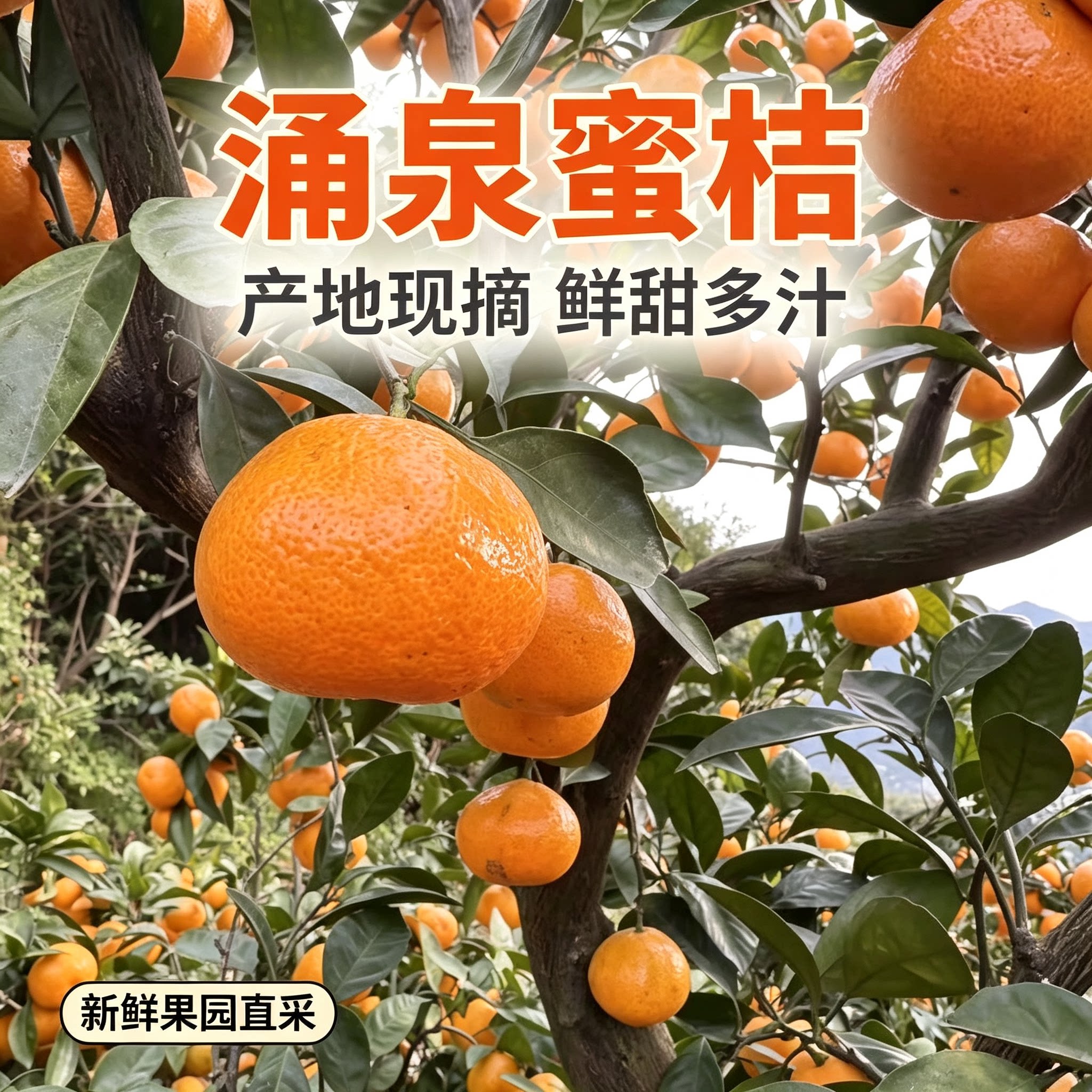 【5斤装】正宗台州涌泉蜜桔临海桔子