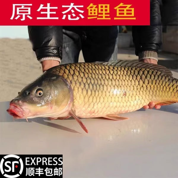 微山湖野捕四鼻鲤鱼活鱼现杀顺丰